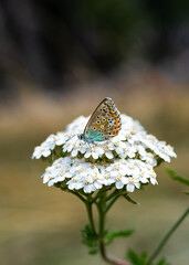 Colourful butterfly close up on a white wildflowers