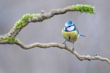 Eurasian blue tit on branch at morning (Cyanistes caeruleus)