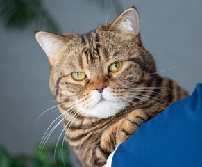beautiful beige cat posing for the photographer on the shoulder of the hostess