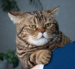 beautiful beige cat posing for the photographer on the shoulder of the hostess