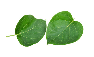 Fototapeta na wymiar Gymnema sylvestre leaf isolated on white background