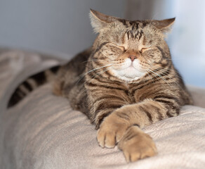 beautiful beige cat posing for the photographer on the shoulder of the hostess