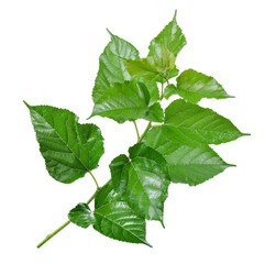 Mulberry leaves isolated on white background