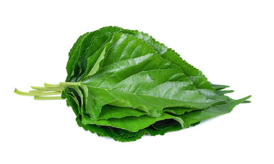 Mulberry leaves isolated on white background