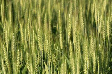  Wheat field background. Wheat harvest on a summer sunny field. Agriculture, rye farming and growing bio eco food concept