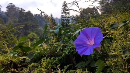 Ooty hills purple flower
