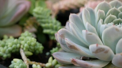 Succulent plants collection, gardening in California, USA. Home garden design, diversity of various botanical hen and chicks. Assorted mix of decorative ornamental echeveria houseplants, floriculture.