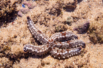 A spiny starfish found in a rock pool at Witsand, South Africa.
