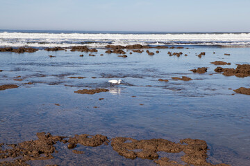 An egret hunting for fish in the shallow pools at Witsand, South Africa.