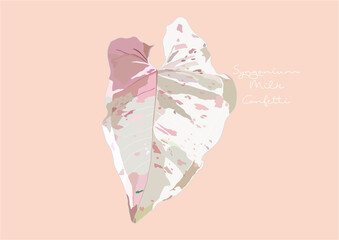 Vector Illustration of Syngonium Milk Confetti, Pink Spot, Pink Splash