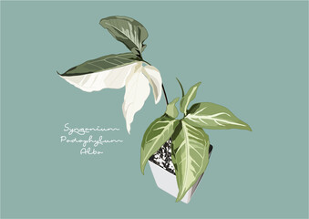Vector Illustration of Syngonium Podophyllum Albo Variegated