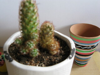 
cactus in a pot