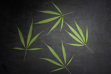 Various Cannabis leaves on black chlakboard.