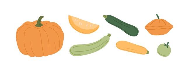 Set of fresh autumn vegetables. Orange pumpkin, gourd, green and yellow squashes, and zucchini. Variety of fall harvest. Flat vector illustration of ripe veggies isolated on white background