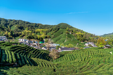 Hangzhou West Lake Longjing Tea Mountain