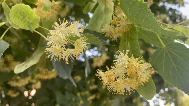 Linden Tree blossom in the spring and suumer time  in city