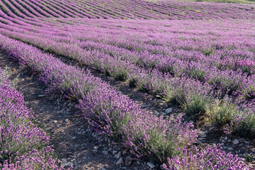 Fototapeta na wymiar field of ripe purple lavender farming nature