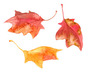 Autumn maple leaves. Watercolor set of natural folliage