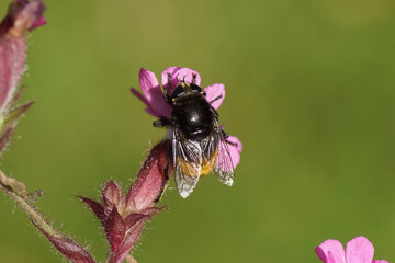 Fototapeta na wymiar Female Narcissus bulb fly (Merodon equestris), family Syrphidae on a flower of red campion, red catchfly (Silene dioica), pink family, carnation family (Caryophyllaceae). Dutch garden, July