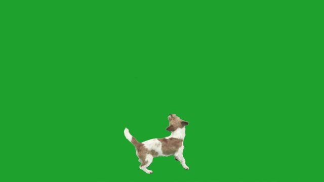 playful dog jumping on green screen