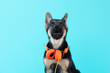 Dog in orange headphones, blue isolated background. The concept of listen to music