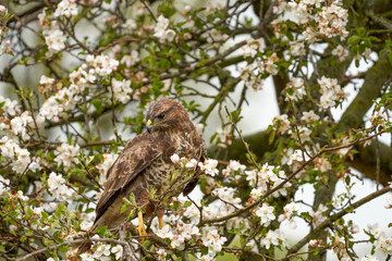 Close-up of a buzzard bird of prey sitting in a fruit tree. The apple tree is full of white blossom