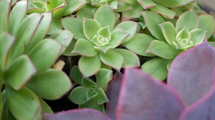 Succulent plants collection, gardening in California, USA. Home garden design, diversity of various botanical hen and chicks. Assorted mix of decorative ornamental echeveria houseplants, floriculture.