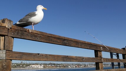 Saltwater angling, wooden pier boardwalk, fishing accessory, tackle or gear. Oceanside California USA. Sea salt water, ocean seascape. Seagull bird waiting near fisherman equipment, rod or spinning.