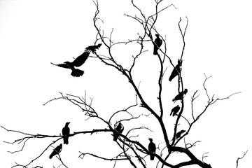 Raven bird on a branch in contrast
