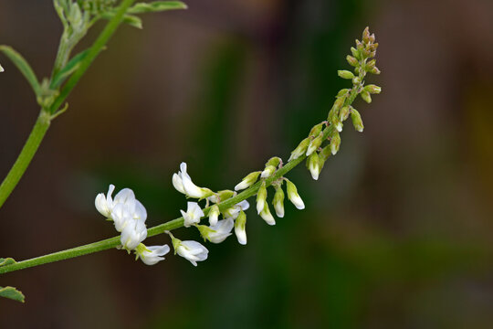 Wei&szlig;er Steinklee // Honey clover, white melilot (Melilotus albus)