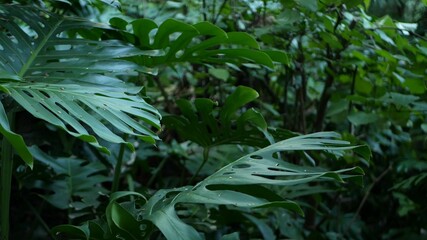 Naklejka premium Exotic monstera jungle rainforest tropical atmosphere. Fresh juicy frond leaves, amazon dense overgrown deep forest. Dark natural greenery lush foliage. Evergreen ecosystem. Paradise calm aesthetic.