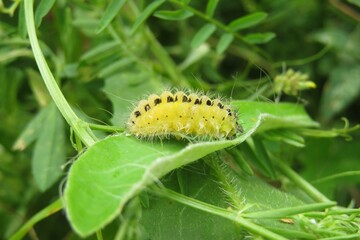 Yellow zygaena caterpillar on green leaf in the garden, closeup