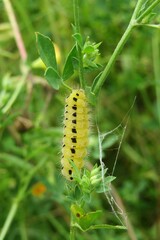 Yellow zygaena caterpillar in the meadow on natural green leaves background
