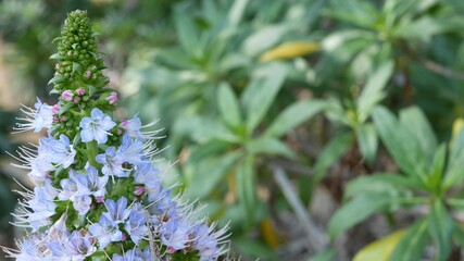 Pride of madeira lilac flowers, California USA. Echium candicans purple violet mauve bloom. Home gardening, american decorative ornamental houseplant, natural botanical atmosphere. Conical blossom.