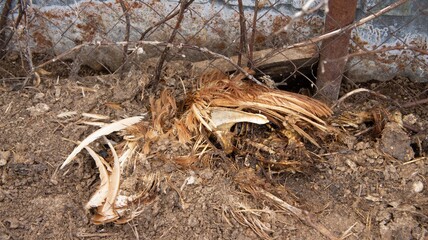 Dead chicken in a landfill. Animal burial ground. Disposal of biological hazardous waste