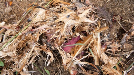 Dead chicken in a landfill. Animal burial ground. Disposal of biological hazardous waste
