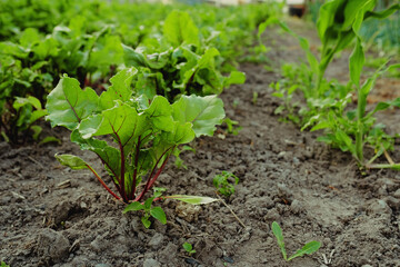 the beet plant grows on a bed in the garden. growing root crops and vegetables in the field