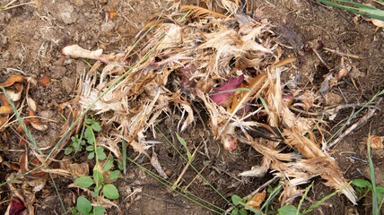 Dead chicken in a landfill. Animal burial ground. Disposal of biological hazardous waste