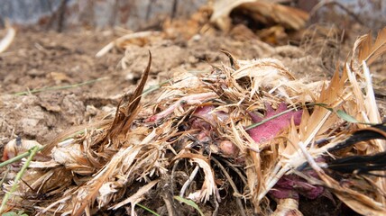 Dead chicken in a landfill. Animal burial ground. Disposal of biological hazardous waste