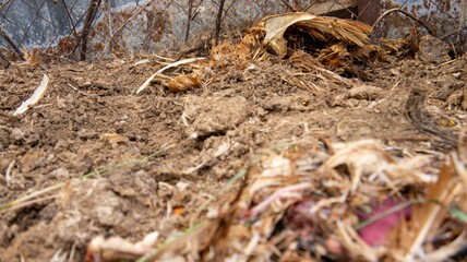 Dead chicken in a landfill. Animal burial ground. Disposal of biological hazardous waste