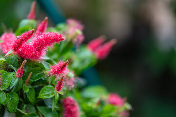 Maroon astilba, fluffy dark red astilba inflorescences bloomed in summer