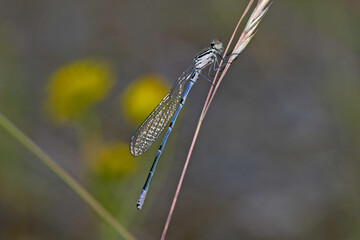 Azure damselfly // Hufeisen-Azurjungfer (Coenagrion puella)