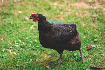 Portrait domestic hen with red crest on head. Chicken poultry