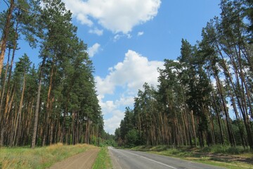 Fototapeta na wymiar Beautiful landscape of road in the forest