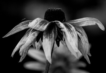 kwiat w czerni i bieli
