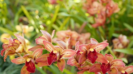 Orchid flower blossom in green leaves. Elegant colorful floral bloom. Exotic tropical jungle rainforest botanical atmosphere. Natural garden vivid greenery, paradise aesthetic. Decorative floriculture © Dogora Sun
