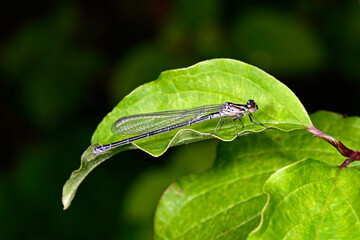 Hufeisen-Azurjungfer // Azure damselfly (Coenagrion puella)