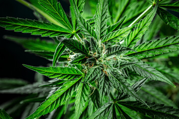 Cannabis plant, almost ready for harvest, on a dark background. Marijuana flowers with yellow stigmas and green leaves. Growing cannabis