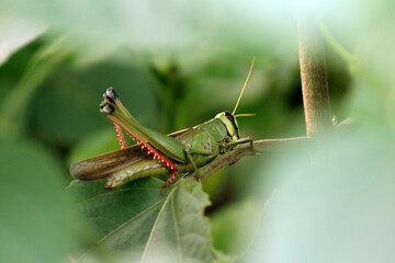 Grasshopper on a Leaf HD photo
