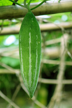 Snake Gourd HD image with plant